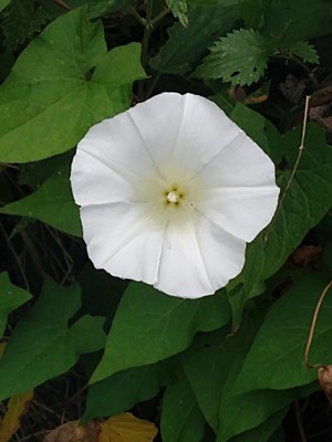 photo of Hedge Bindweed