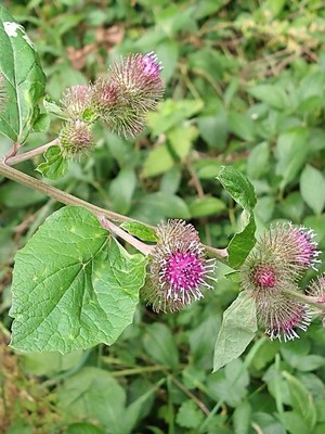 photo of Lesser Burdock