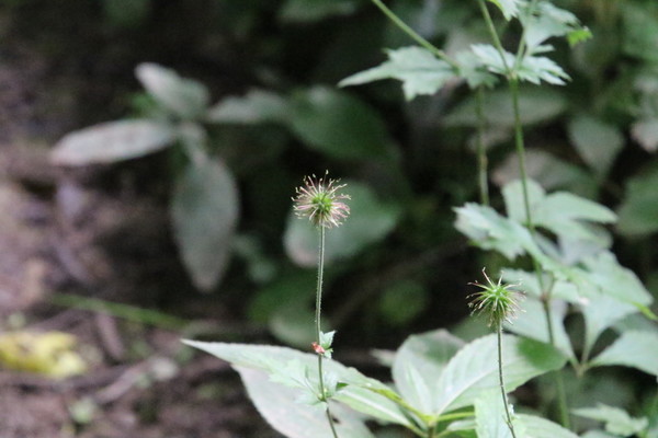 photo of Wood Avens