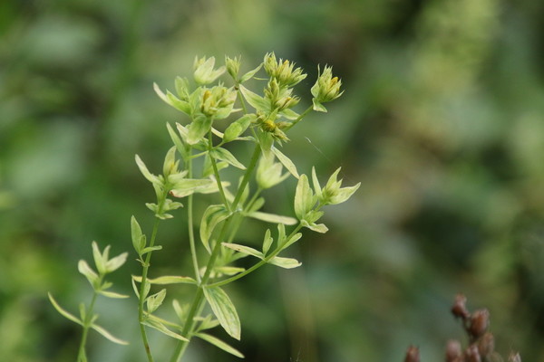photo of Square Stalked St John's Wort