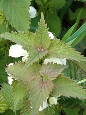 photo of White Dead Nettle