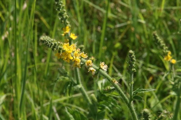 photo of Agrimony