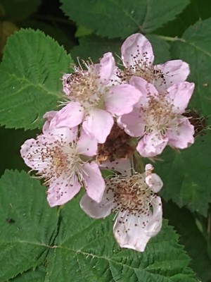 photo of Elm Leaved Bramble