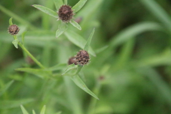photo of Common Knapweed