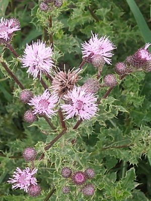 photo of Creeping Thistle