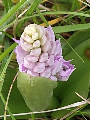 photo of Military Orchid