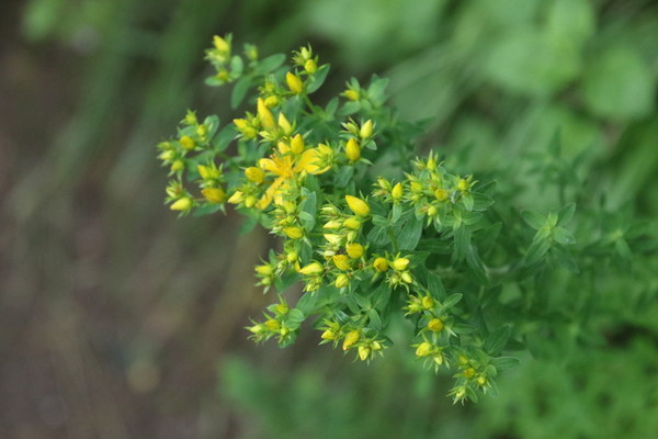 photo of Perforate St. John's Wort