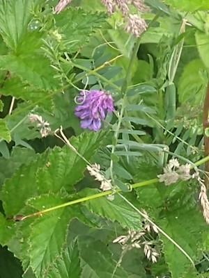 photo of Fodder Vetch