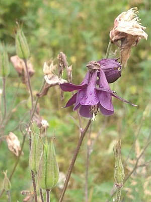 photo of Columbine
