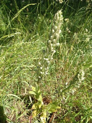 photo of Lizard Orchid