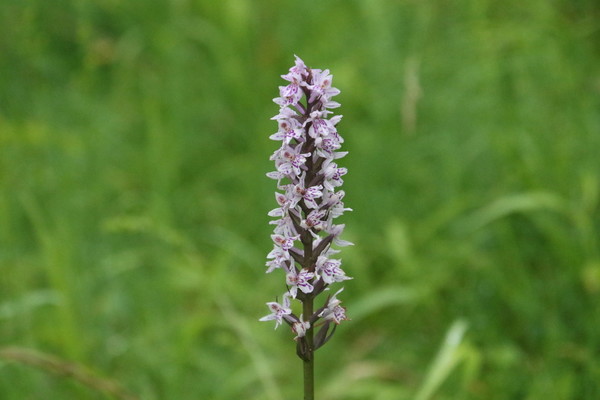 photo of Common Spotted Orchid