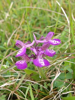 photo of Green Winged Orchid
