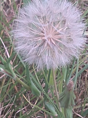 photo of Goat's Beard