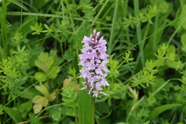 photo of Common Spotted Orchid