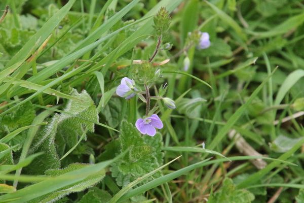 photo of Germander Speedwell