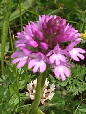 photo of Pyramidal Orchid