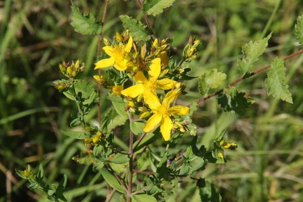 photo of Des Etangs' St John's Wort