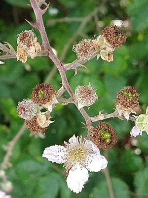 photo of Elm Leaved Bramble