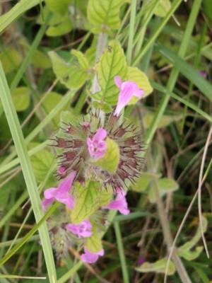 photo of Wild Basil
