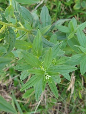 photo of Common Gromwell