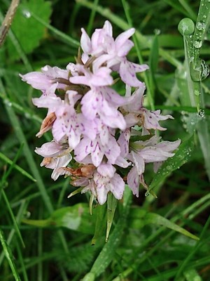 photo of Common Spotted Orchid