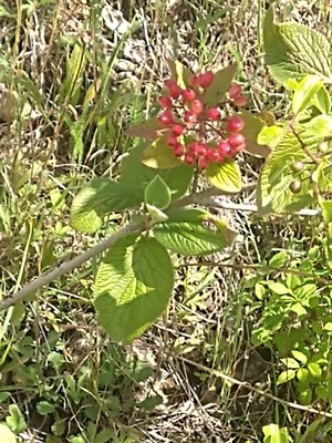 photo of Wayfaring Tree