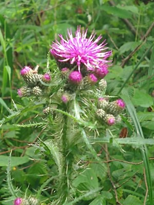 photo of Marsh Thistle
