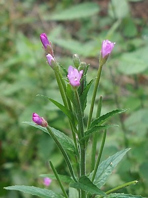 photo of Hoary Willowherb
