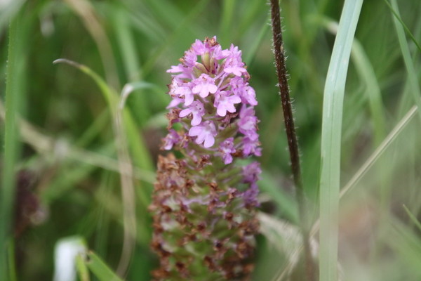 photo of Pyramidal Orchid