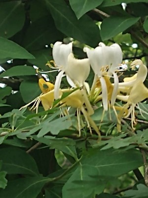 photo of Honeysuckle