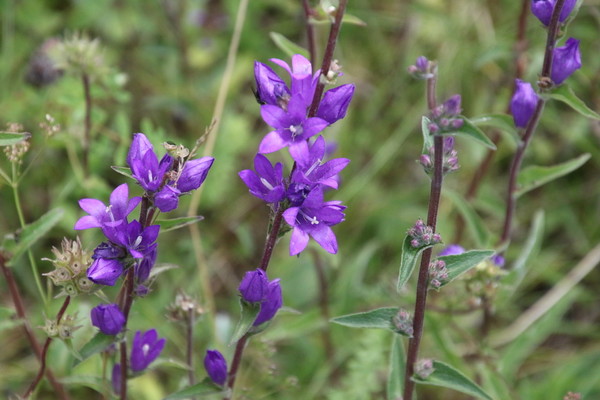 photo of Clustered Bellfower