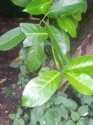 photo of Cherry Laurel