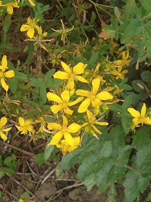 photo of Perforate St. John's Wort