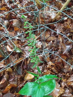 photo of Narrow Lipped Helleborine