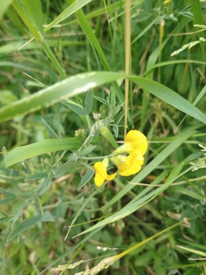 photo of Meadow Vetchling