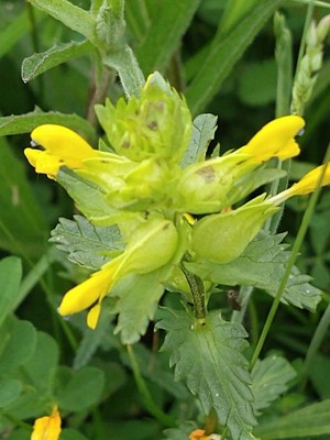 photo of Yellow Rattle