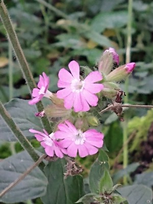 photo of Red Campion