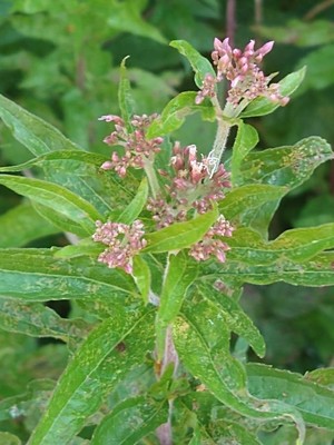 photo of Hemp Agrimony