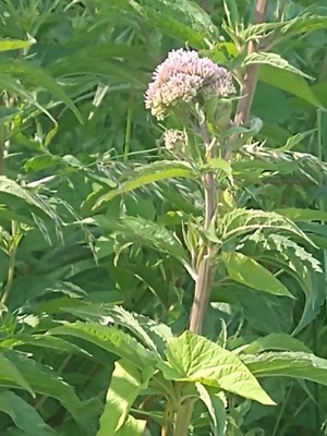 photo of Hemp Agrimony