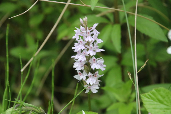photo of Common Spotted Orchid