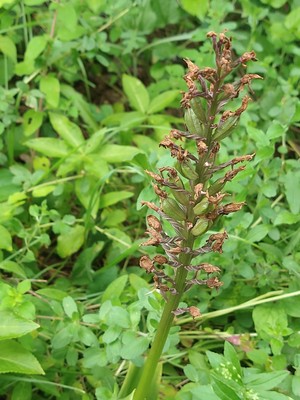 photo of Greater Butterfly Orchid