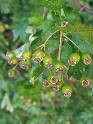 photo of Hawthorn