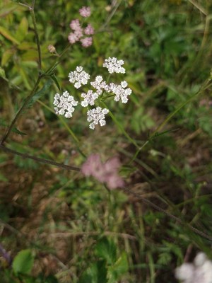 photo of Upright Hedge Parsley