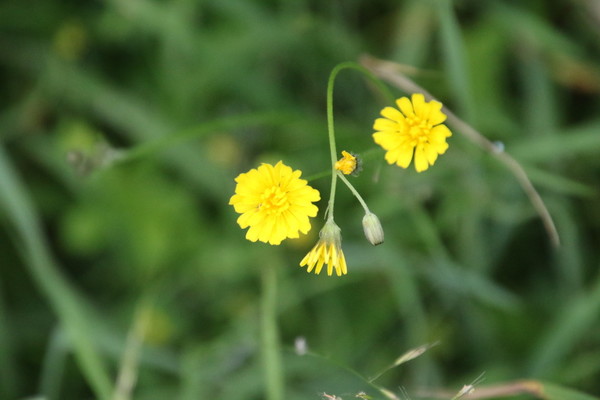 photo of Smooth Hawk's Beard