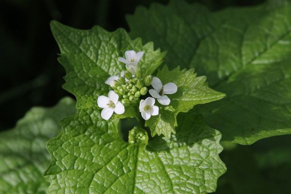 photo of Garlic Mustard