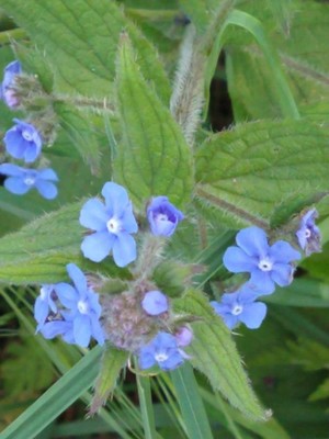 photo of Green Alkanet