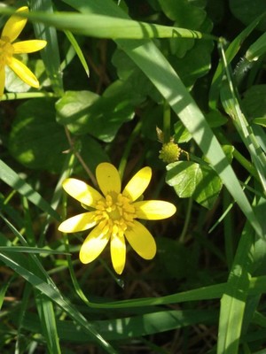 photo of Lesser Celandine