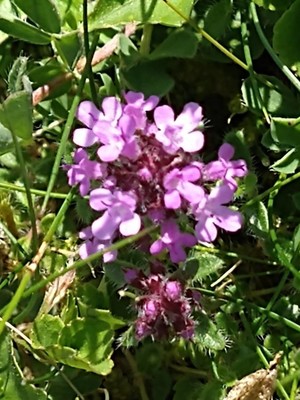 photo of Wild Thyme
