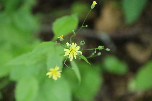 photo of Nipplewort