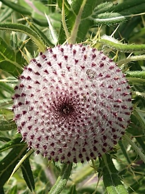photo of Woolly Thistle